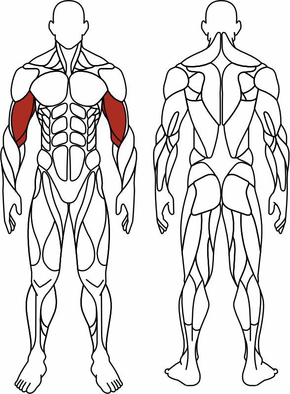 СТ 034 Бицепс сидя